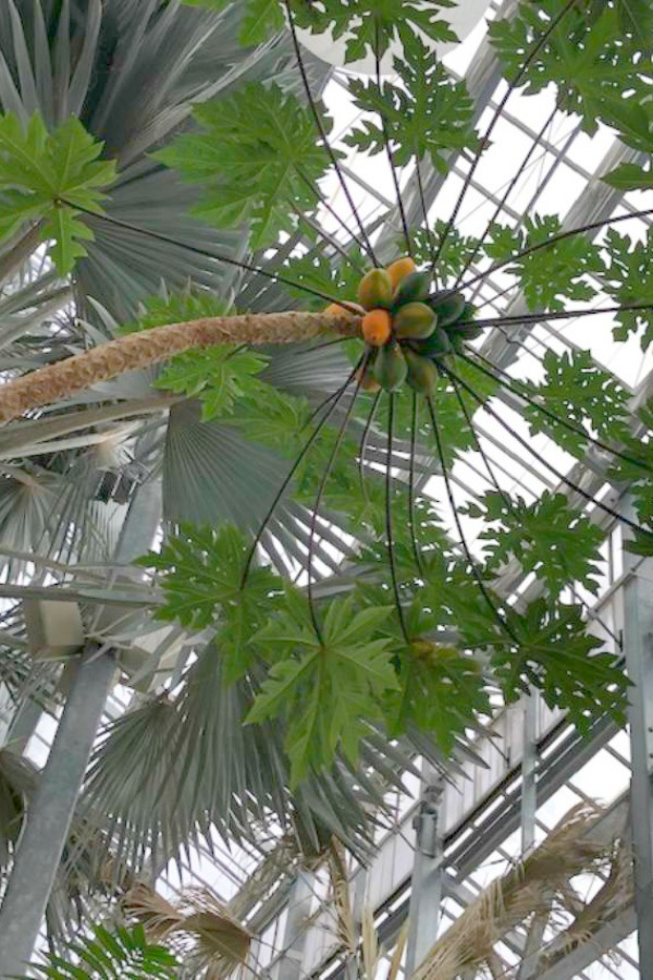 Inside a conservatory, a vibrant tropical flower blooms in winter - Hello Lovely Studio.