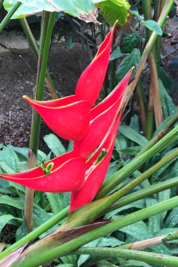 Inside a conservatory, a vibrant tropical flower blooms in winter - Hello Lovely Studio.