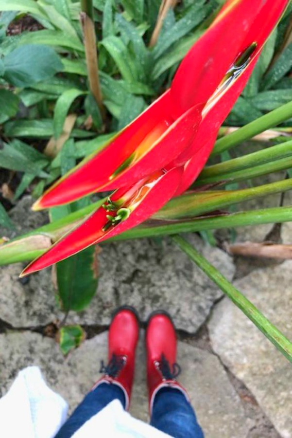 Inside a conservatory, a vibrant tropical flower blooms in winter - Hello Lovely Studio.