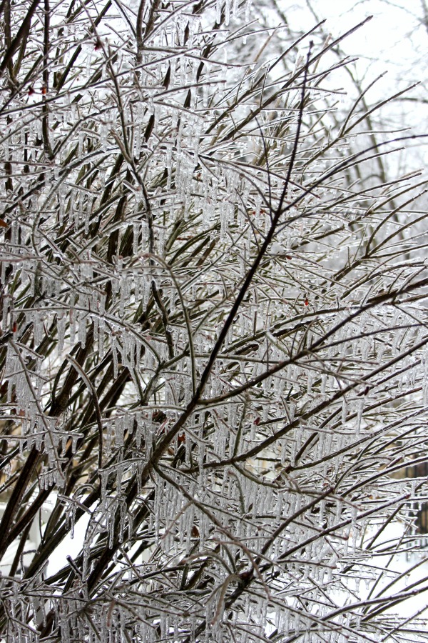 Hello Lovely Studio.Right Where I Am: Peace From Winter Trees. Personal Reflections on a February Morning in the Garden. #spirituality #hellolovelystudio #wintertrees #wisdom #faith