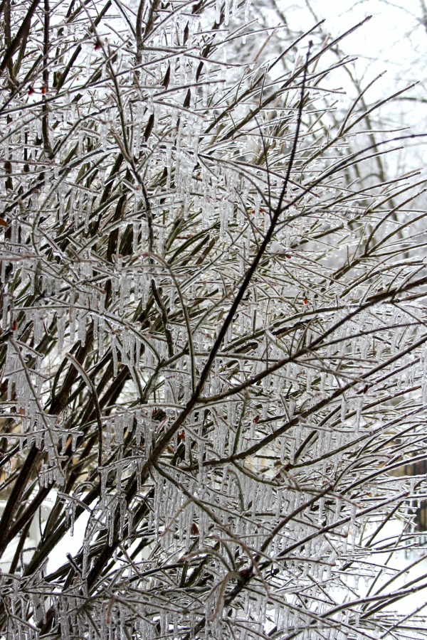 Hello Lovely Studio.Right Where I Am: Peace From Winter Trees. Personal Reflections on a February Morning in the Garden. #spirituality #hellolovelystudio #wintertrees #wisdom #faith 