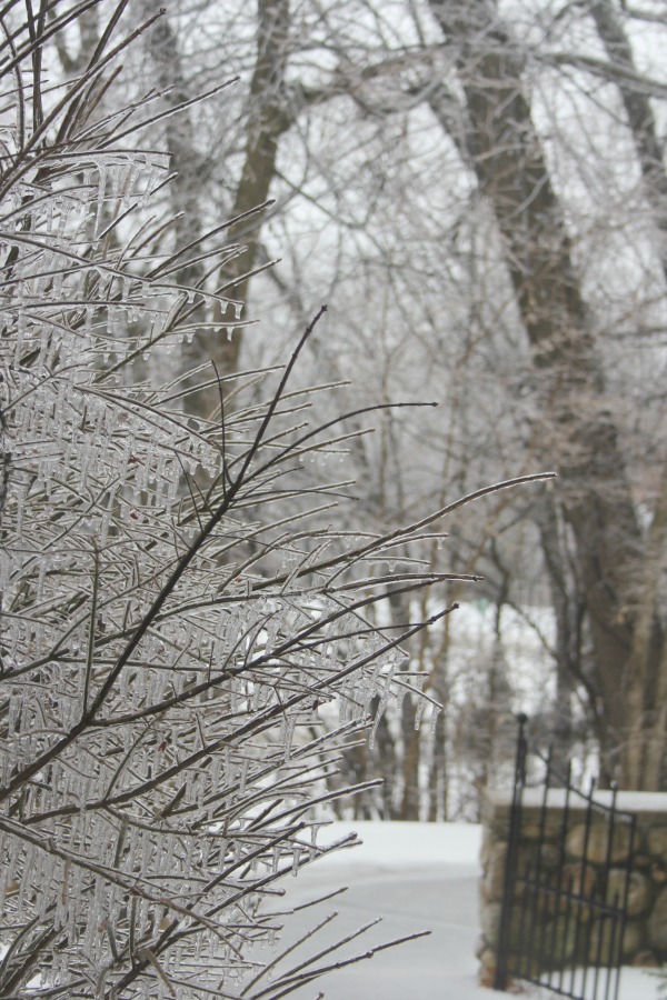 Hello Lovely Studio.Right Where I Am: Peace From Winter Trees. Personal Reflections on a February Morning in the Garden. #spirituality #hellolovelystudio #wintertrees #wisdom #faith