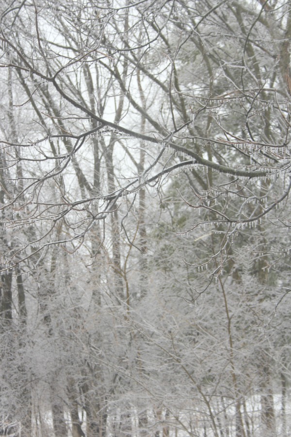 Hello Lovely Studio.Right Where I Am: Peace From Winter Trees. Personal Reflections on a February Morning in the Garden. #spirituality #hellolovelystudio #wintertrees #wisdom #faith