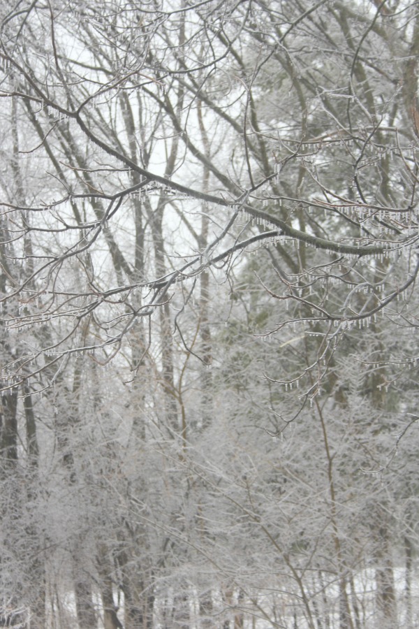 Hello Lovely Studio.Right Where I Am: Peace From Winter Trees. Personal Reflections on a February Morning in the Garden. #spirituality #hellolovelystudio #wintertrees #wisdom #faith 