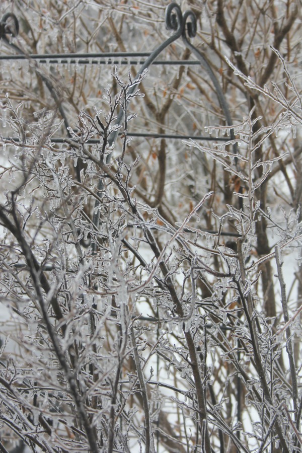 Hello Lovely Studio.Right Where I Am: Peace From Winter Trees. Personal Reflections on a February Morning in the Garden. #spirituality #hellolovelystudio #wintertrees #wisdom #faith