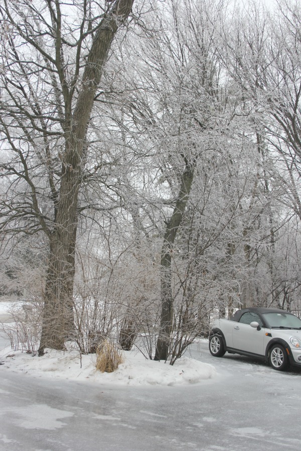 Hello Lovely Studio.Right Where I Am: Peace From Winter Trees. Personal Reflections on a February Morning in the Garden. #spirituality #hellolovelystudio #wintertrees #wisdom #faith