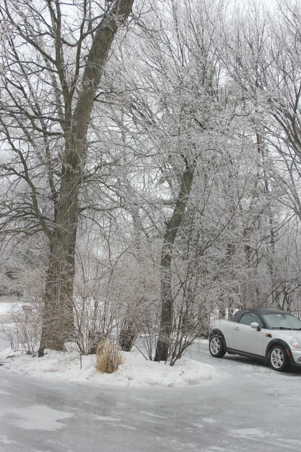 Hello Lovely Studio.Right Where I Am: Peace From Winter Trees. Personal Reflections on a February Morning in the Garden. #spirituality #hellolovelystudio #wintertrees #wisdom #faith 