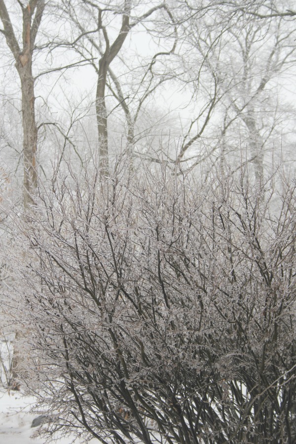 Hello Lovely Studio.Right Where I Am: Peace From Winter Trees. Personal Reflections on a February Morning in the Garden. #spirituality #hellolovelystudio #wintertrees #wisdom #faith