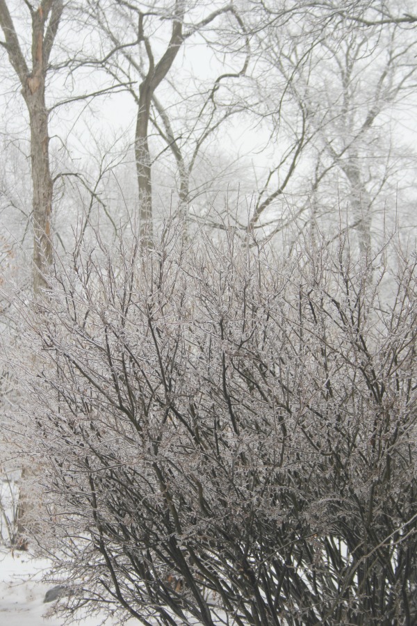 Hello Lovely Studio.Right Where I Am: Peace From Winter Trees. Personal Reflections on a February Morning in the Garden. #spirituality #hellolovelystudio #wintertrees #wisdom #faith 