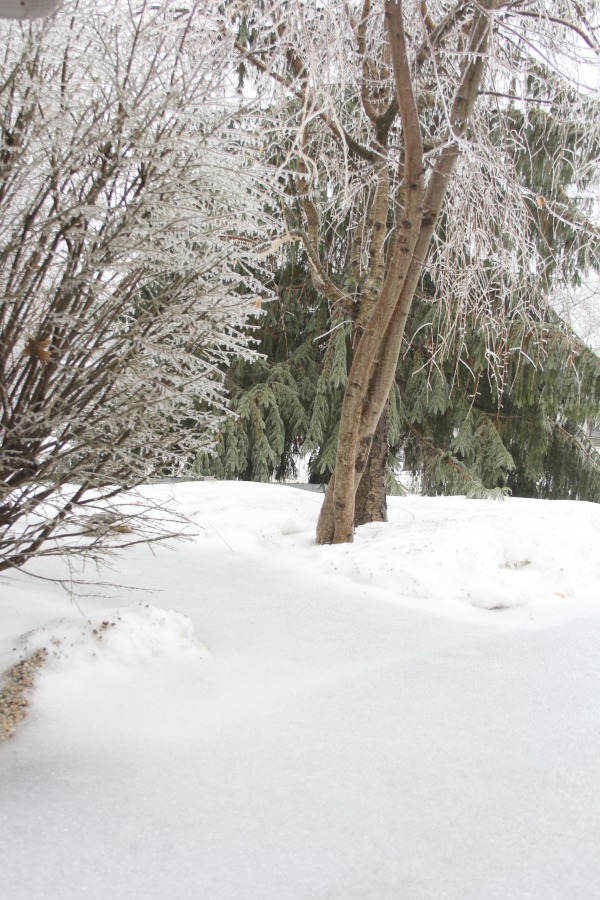 Hello Lovely Studio.Right Where I Am: Peace From Winter Trees. Personal Reflections on a February Morning in the Garden. #spirituality #hellolovelystudio #wintertrees #wisdom #faith