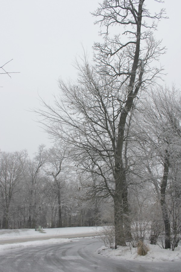Hello Lovely Studio.Right Where I Am: Peace From Winter Trees. Personal Reflections on a February Morning in the Garden. #spirituality #hellolovelystudio #wintertrees #wisdom #faith