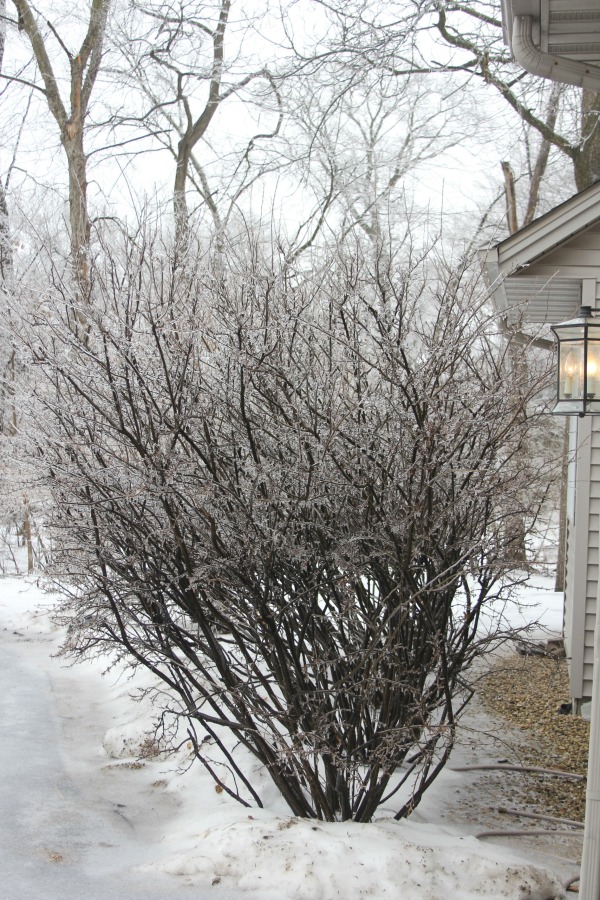 Hello Lovely Studio.Right Where I Am: Peace From Winter Trees. Personal Reflections on a February Morning in the Garden. #spirituality #hellolovelystudio #wintertrees #wisdom #faith