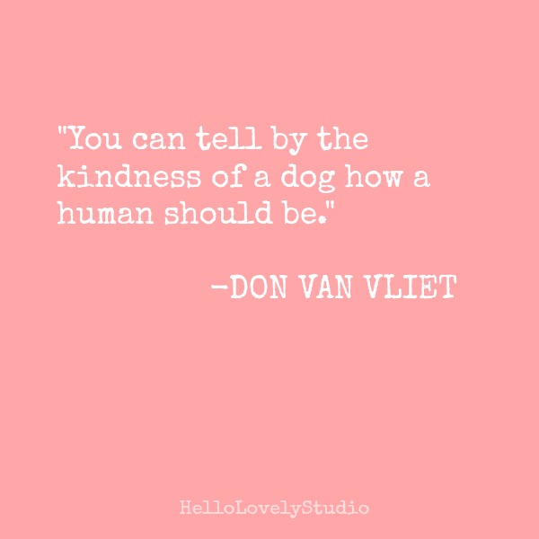 You can tell by the kindness of a dog how a human should be. An inspiring quote by Don Van Vliet. #dogs #wisdom #quote #inspiration #kindness