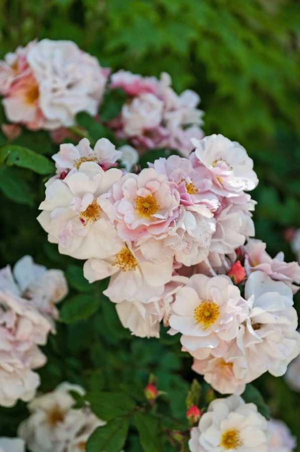 Pretty pink blooms! Provence dreams are made of these! Come tour French Farmhouse Design: Provence Villa Photos in a story with rustic decor, Country French charm, and South of France beauty! #frenchfarmhouse #interiordesign #housetour #frenchcountry #provence