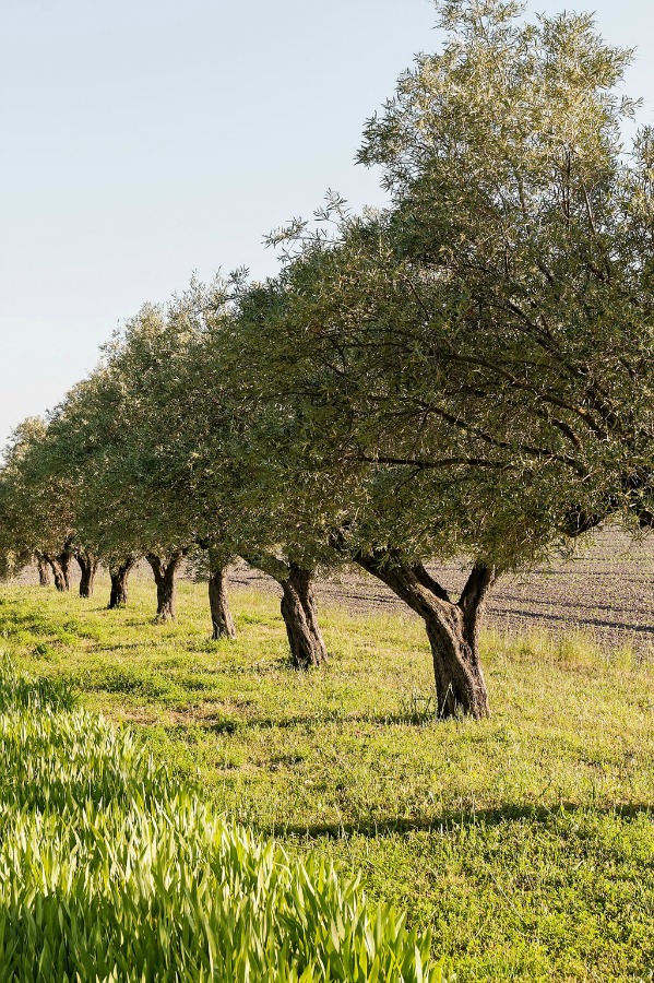 Olive trees! Provence dreams are made of these! Come tour French Farmhouse Design: Provence Villa Photos in a story with rustic decor, Country French charm, and South of France beauty! #frenchfarmhouse #interiordesign #housetour #frenchcountry #provence