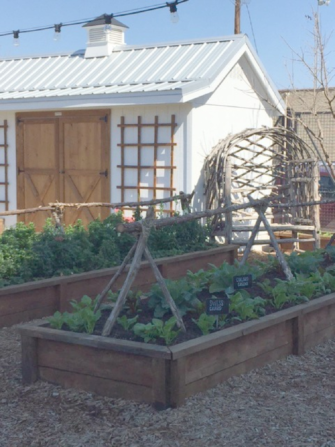 Garden shed with metal roof and cupola and raised garden beds at Magnolia Silos in Waco, Texas. #magnolia #garden #silos #waco