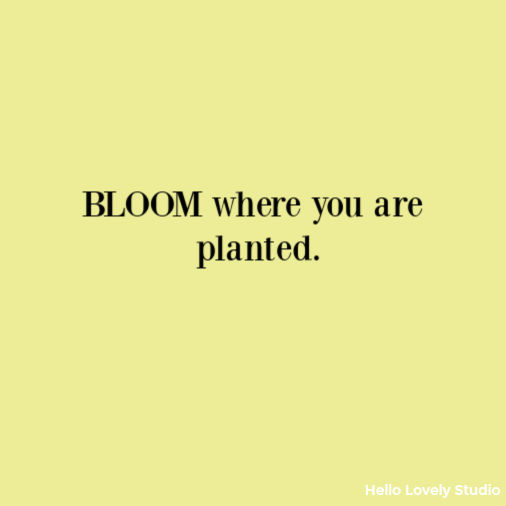 Bloom Where you are planted inspirational quote on Hello Lovely Studio. #quotes #bloom #inspirationalquote