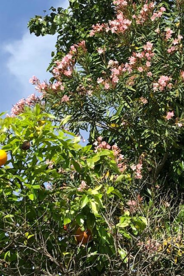 Orange trees at Arizona Biltmore Hotel - Hello Lovely Studio.