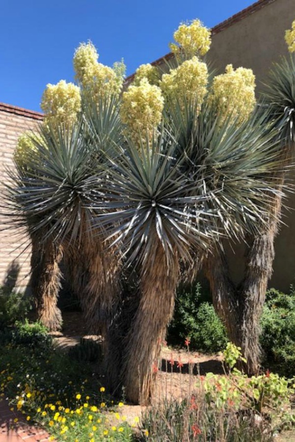 Trees at Tuscon Botanical Garden - Hello Lovely Studio.