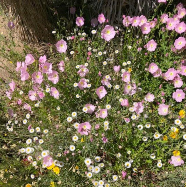 Arizona pink flowers - Hello Lovely Studio. Faith in the Valley & Healing in the Absence of Cure.