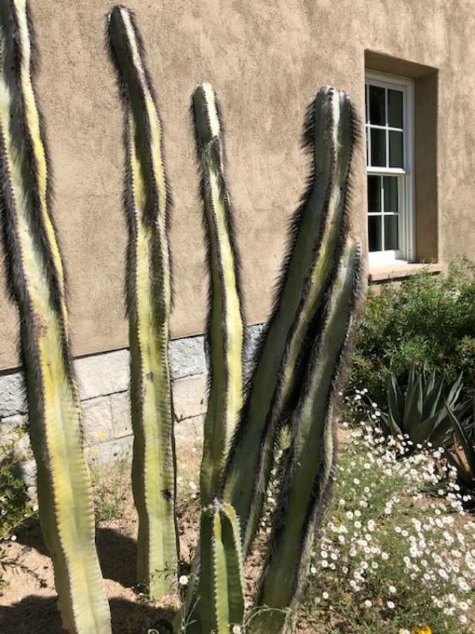 Gorgeous desert vegetation and cacti at Tucson Botanical Garden - Hello Lovely Studio.