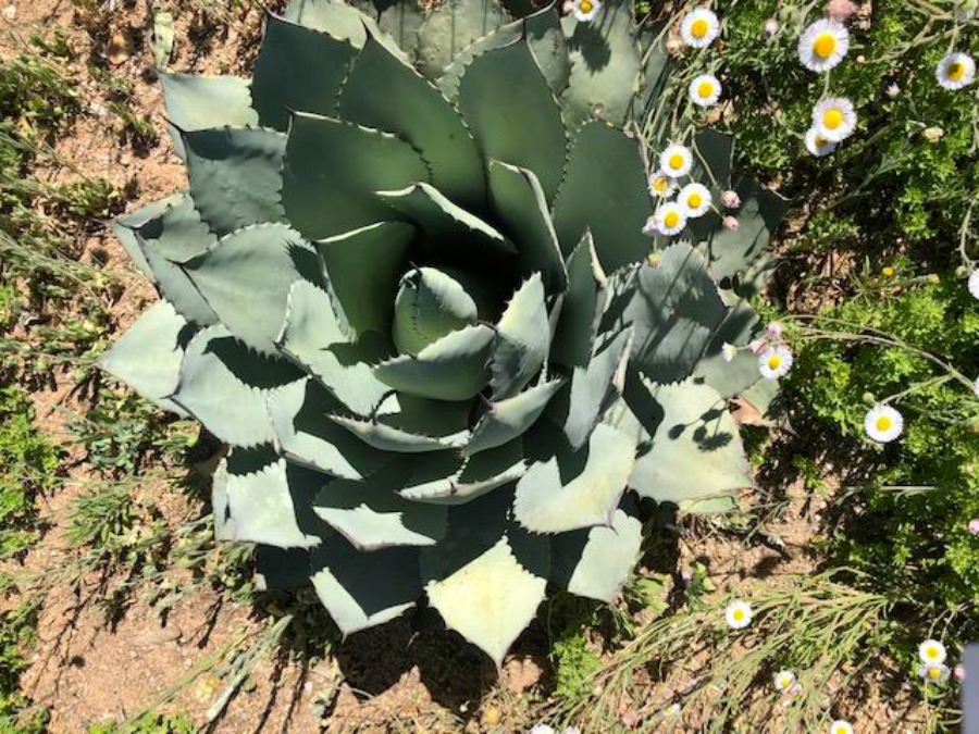 Cacti and desert vegetation at Tucson Botanical Garden - Hello Lovely Studio.