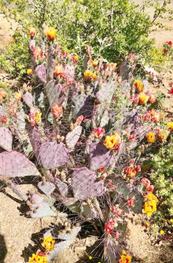 Cactus in bloom at Tucson Botanical Garden - Hello Lovely Studio.