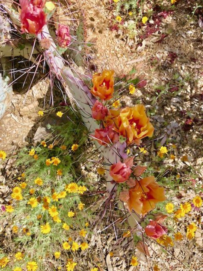 Flowering cactus with orange and pink flowers in bloom at Tucson Botanical Garden - Hello Lovely Studio.