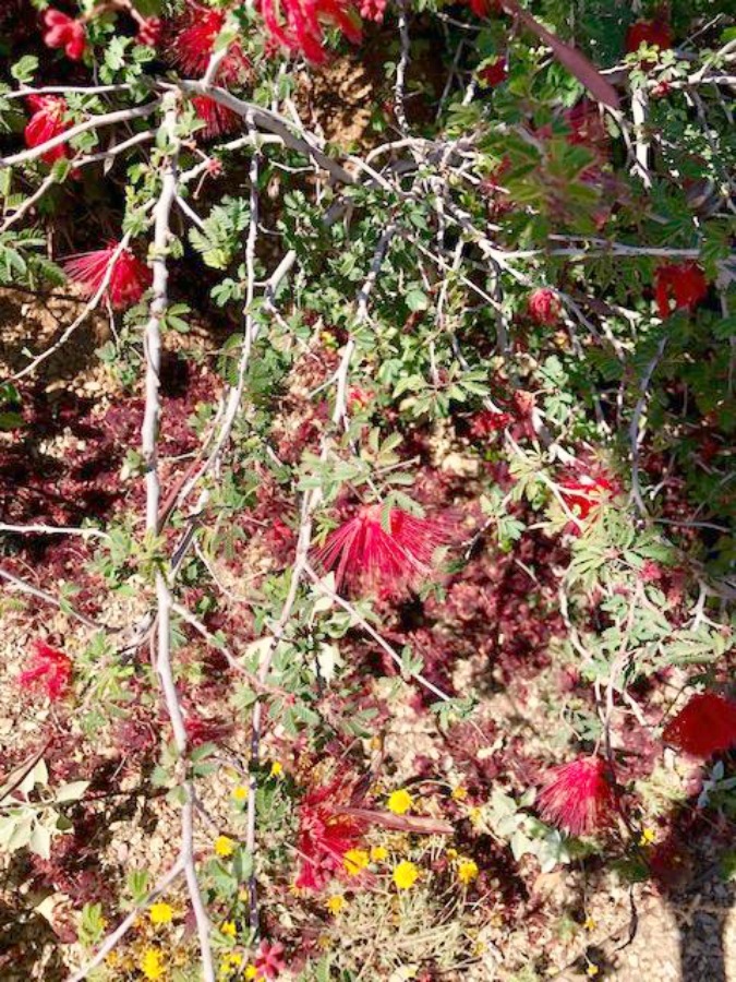 Desert landscape in bloom with red in Arizona - Hello Lovely Studio.