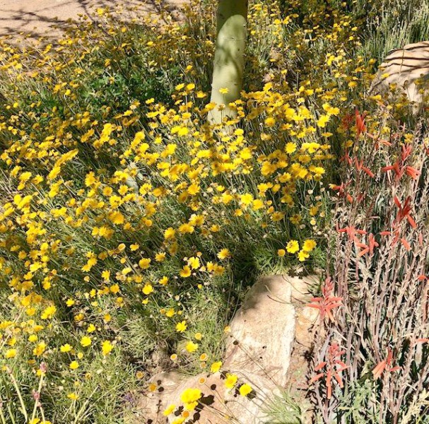 Yellow flowers and desert landscape in Tucson - Hello Lovely Studio.