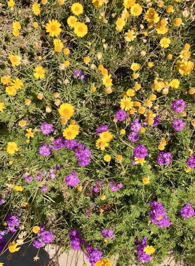 Desert landscape in Arizona with purple and yellow flowers - Hello Lovely Studio.