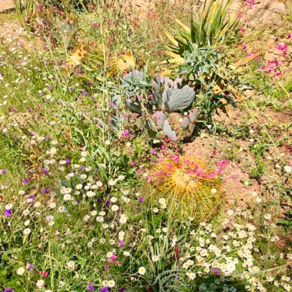 Beautiful pink cactus flowers at Tucson Botanical Garden - Hello Lovely Studio.