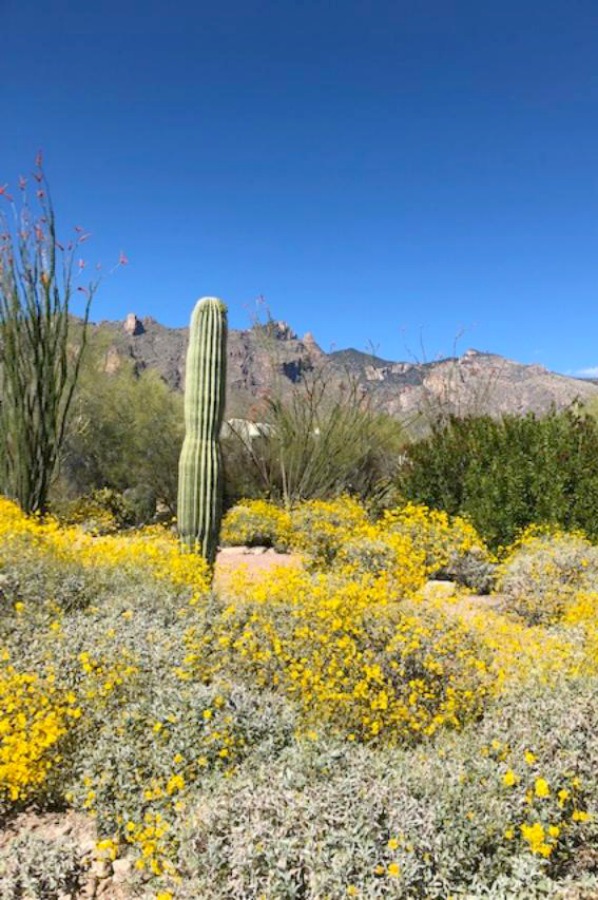 Desert landscape, cactus, and mountains in Tucson - Hello Lovely Studio.