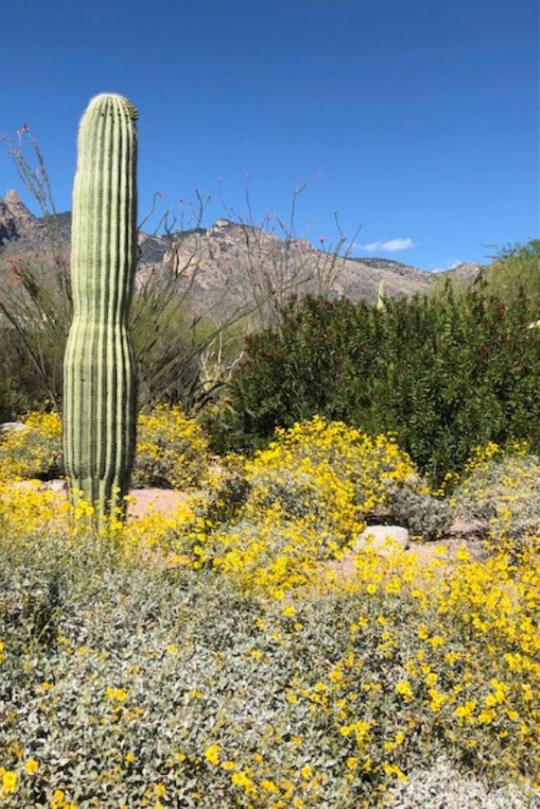 Cactus and mountain landscape with yellow flowers in Tucson - Hello Lovely Studio.