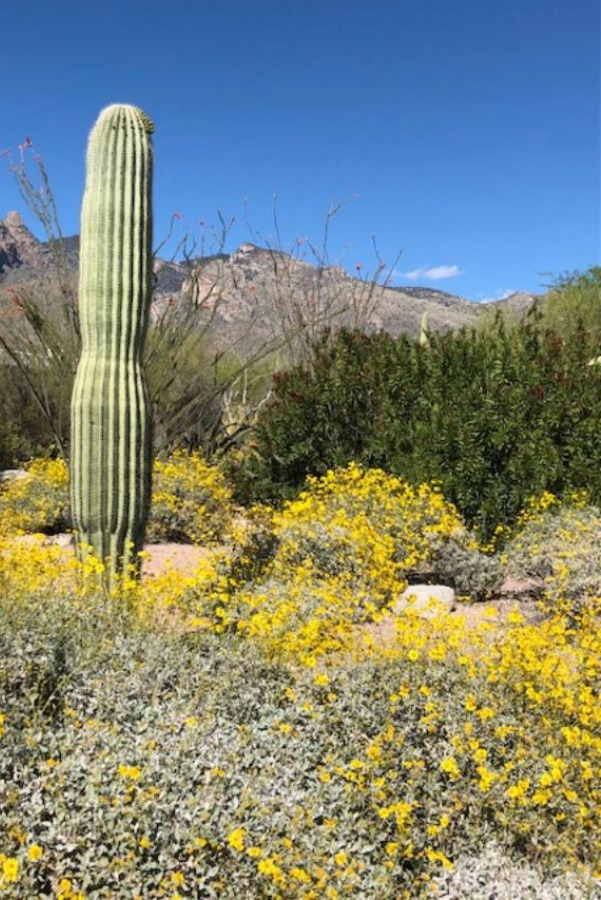 Hello Lovely Studio - Arizona desert landscape. Faith in the Valley & Healing in the Absence of Cure.