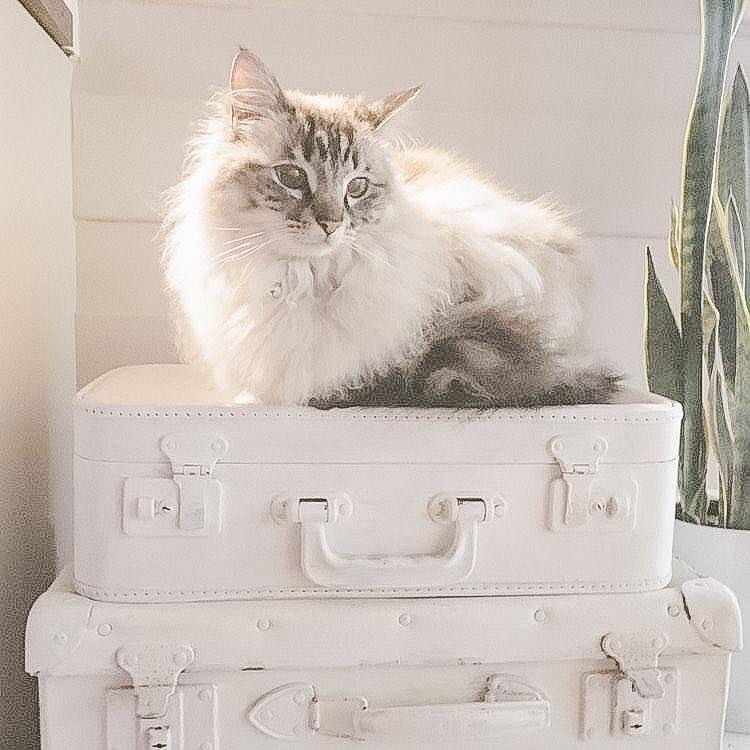 White kitty on a stack of white painted vintage suitcases - The Renovated Cottage. #frenchnordic #frenchountry #whitedecor #shabbychic #frenchfarmhouse