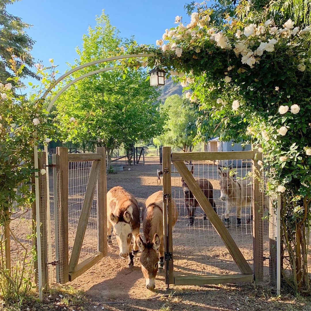 Mini donkeys at Patina Farm by Giannetti Home. Come explore She Shed Chic, Potting Shed & Backyard Inspiration.