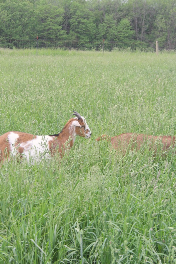 Beautiful inspiration from Gretta's Goats - Hello Lovely Studio.