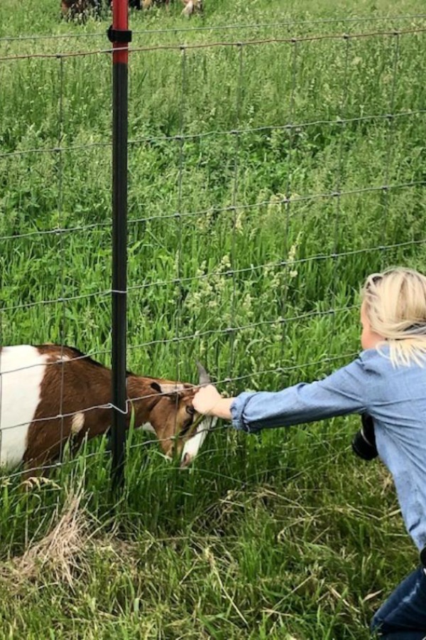 Beautiful inspiration from Gretta's Goats - Hello Lovely Studio.