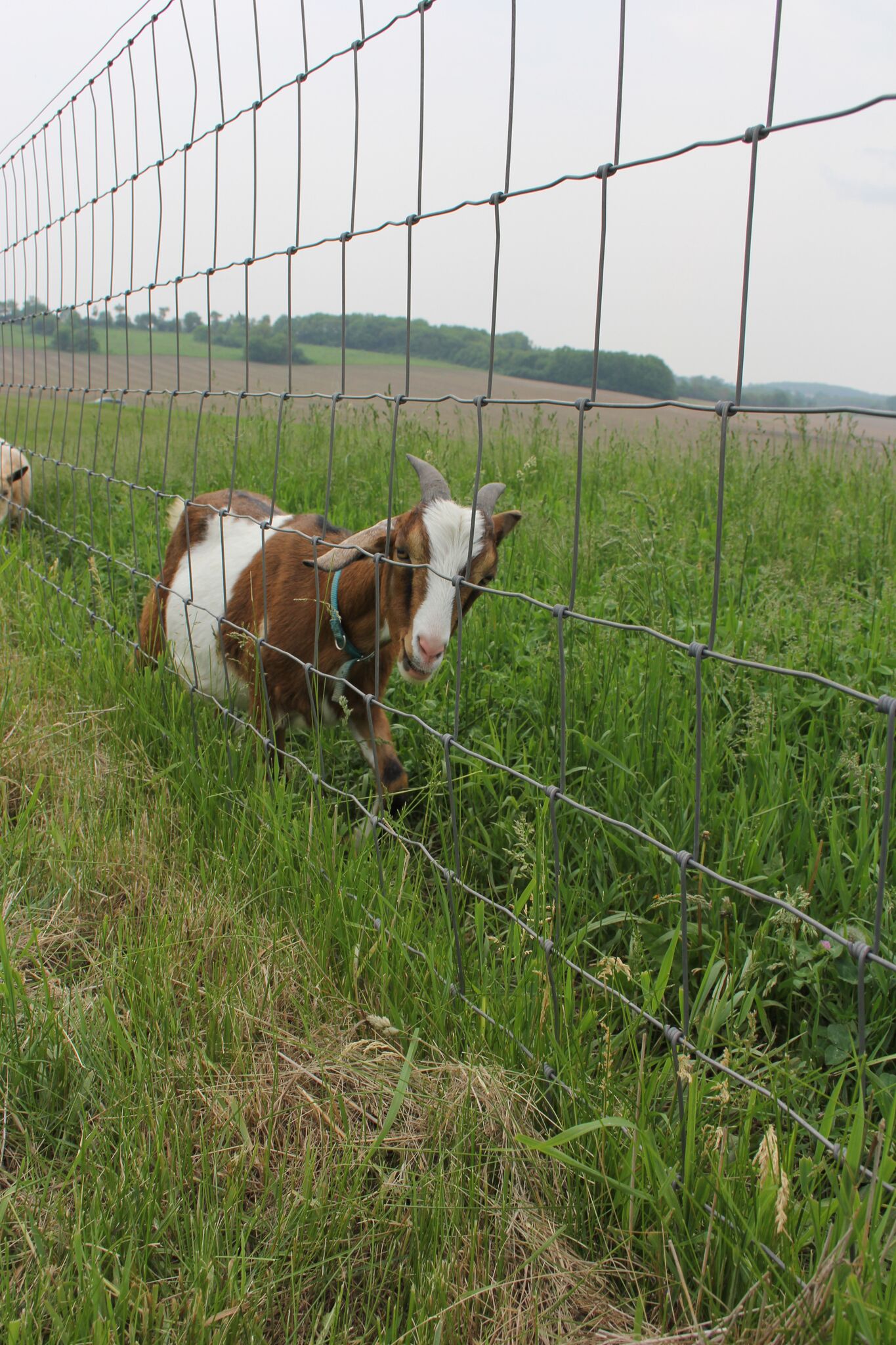 Beautiful inspiration from Gretta's Goats - Hello Lovely Studio.