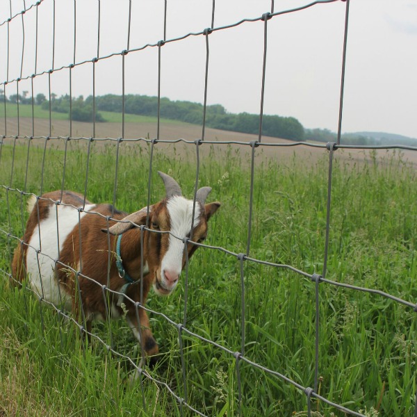 A sweet and playful goat with a brown sugar and cream coat, a pink nose, and a smile in the pasture at Gretta's Goats - Hello Lovely Studio.