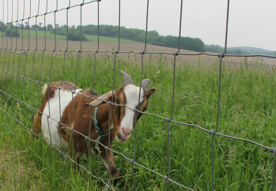 Beautiful inspiration from Gretta's Goats - Hello Lovely Studio.