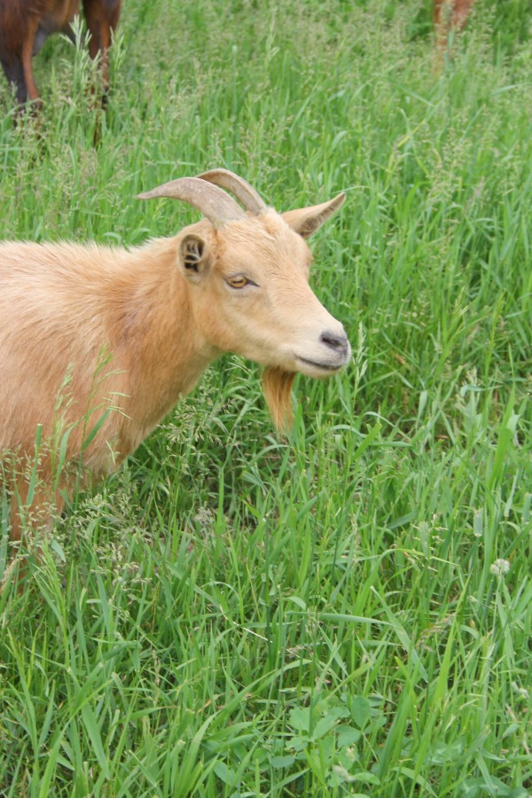 Beautiful inspiration from Gretta's Goats - Hello Lovely Studio.