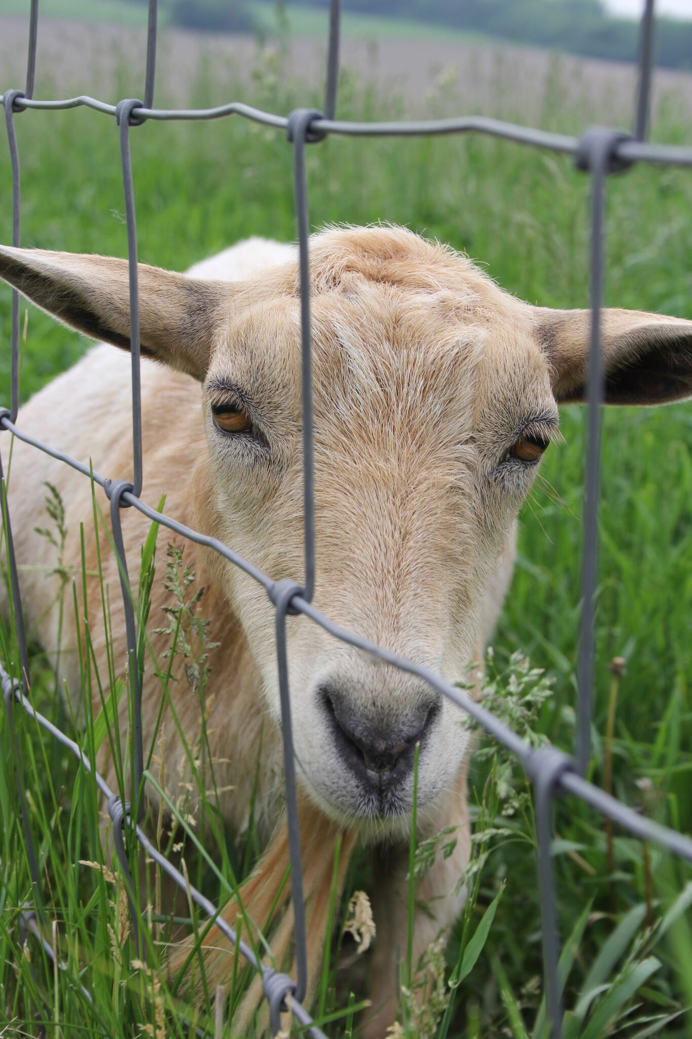 Beautiful inspiration from Gretta's Goats - Hello Lovely Studio.