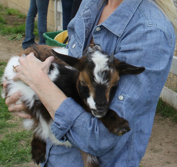 Snuggling a baby goat with tones of coffee, cream, and caramel at Gretta's Goats - Hello Lovely Studio.