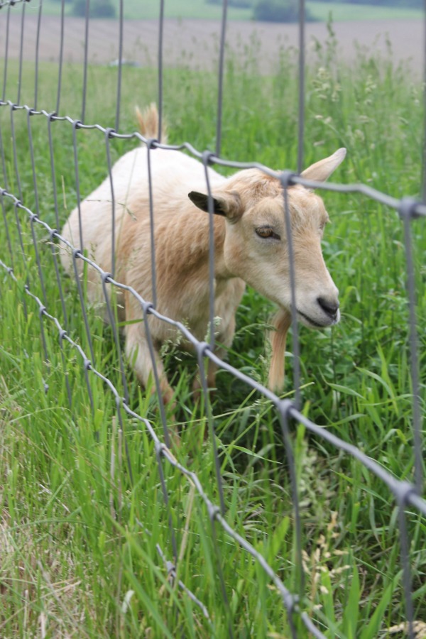 Beautiful inspiration from Gretta's Goats - Hello Lovely Studio.