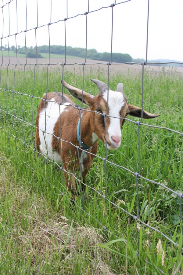 Beautiful inspiration from Gretta's Goats - Hello Lovely Studio.