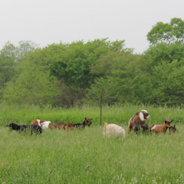 Beautiful inspiration from Gretta's Goats - Hello Lovely Studio.