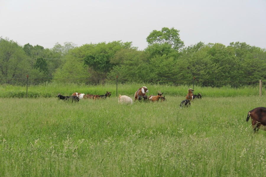 Beautiful inspiration from Gretta's Goats - Hello Lovely Studio.