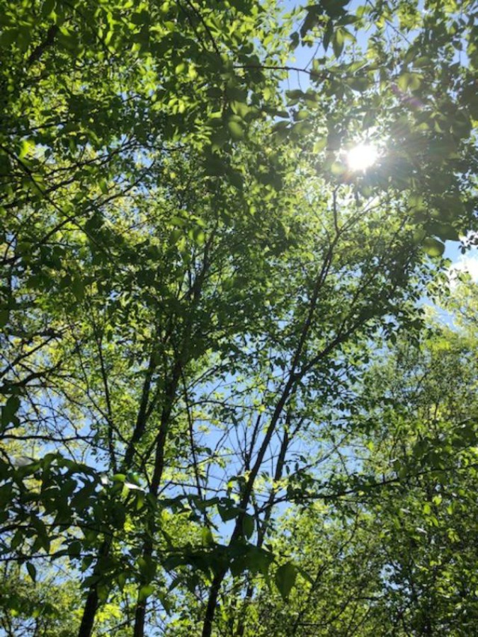 Trees in the yard - Hello Lovely Studio.